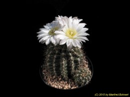 Gymnocalycium spec. 3